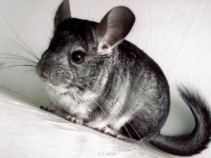 Шиншилла (Chinchilla)