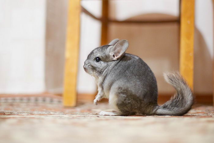 Шиншилла (Chinchilla)