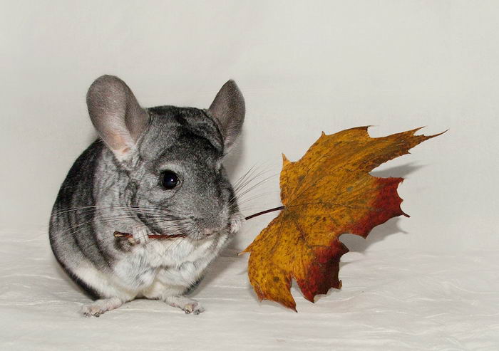 Шиншилла (Chinchilla)