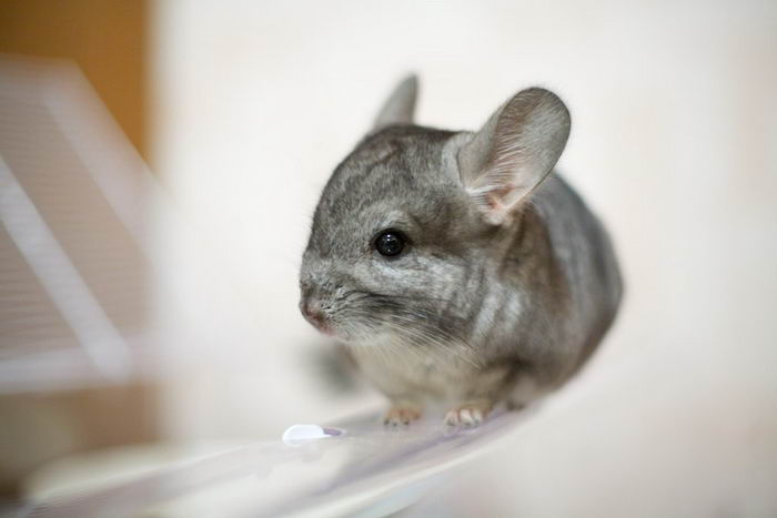 Шиншилла (Chinchilla)