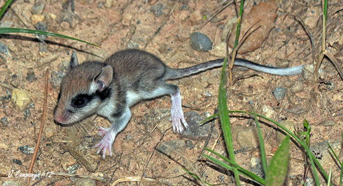 Садовая соня (Eliomys quercinus)