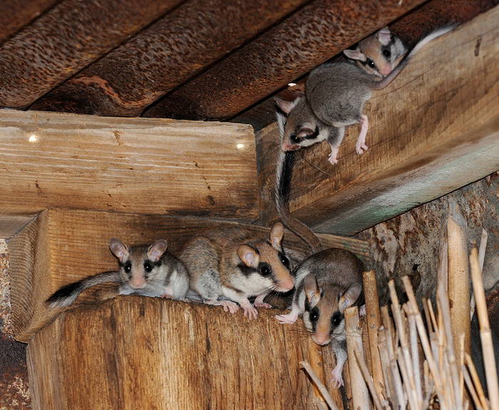 Садовая соня (Eliomys quercinus)