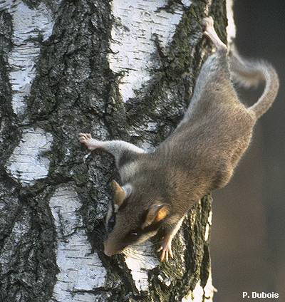 Садовая соня (Eliomys quercinus)