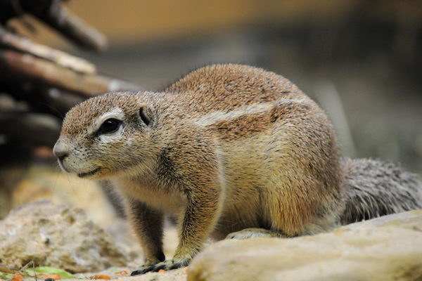 Земляная белка (Xerus inauris)