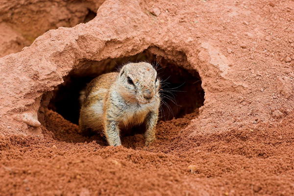 Земляная белка (Xerus inauris)