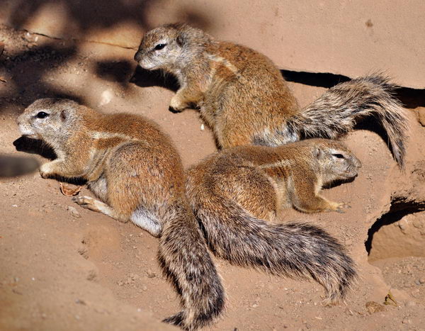 Земляные белки (Xerus inauris)