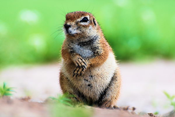 Земляная белка (Xerus inauris)