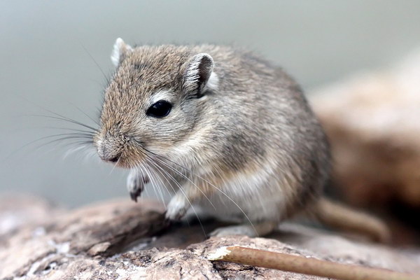 Монгольская песчанка (Meriones unguiculatus)