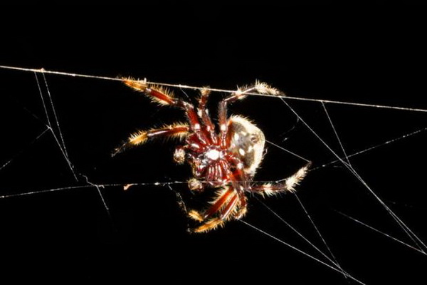 Паук Дарвина (Caerostris darwini)