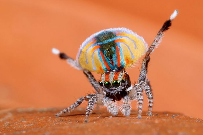 Паук павлин (Maratus volans)