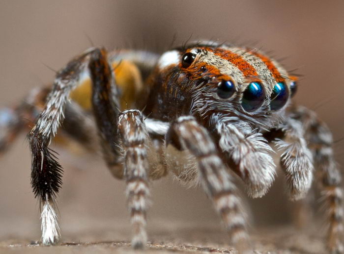 Паук павлин (Maratus volans)