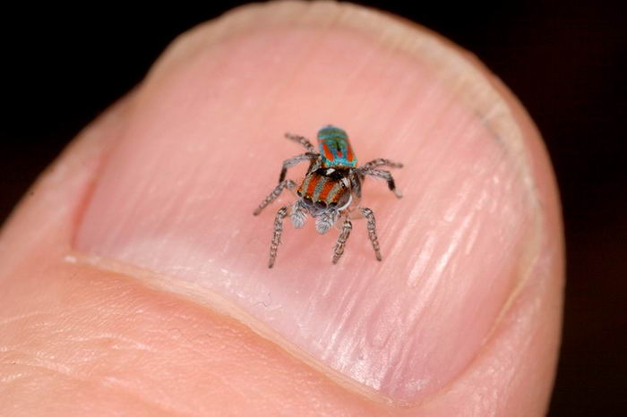 Паук павлин (Maratus volans)