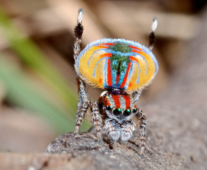 Паук павлин (Maratus volans)