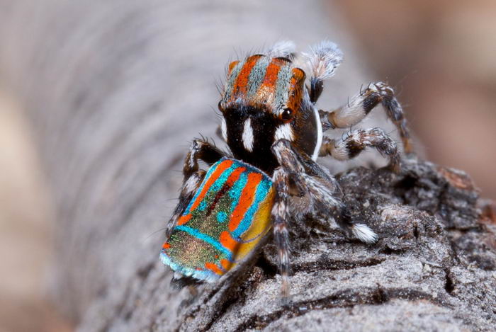 Паук павлин (Maratus volans)