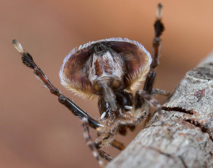 Паук павлин (Maratus volans)