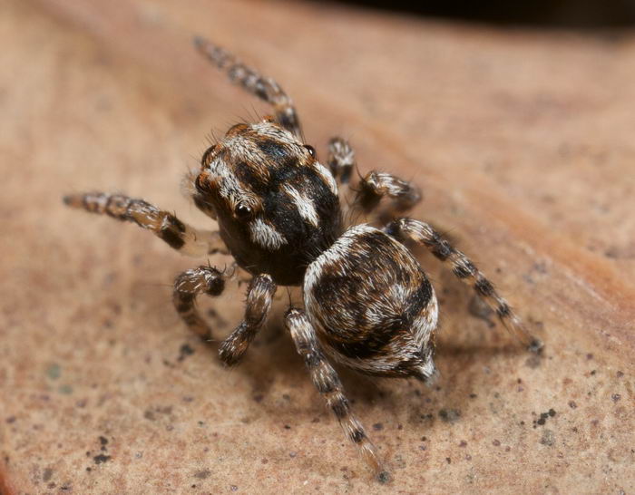 Паук павлин (Maratus volans)