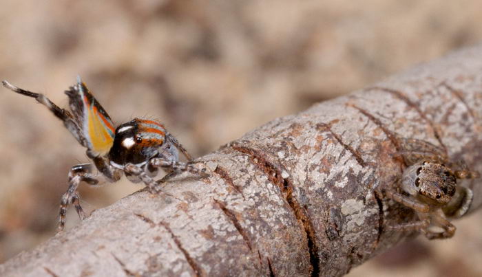 Паук павлин (Maratus volans)