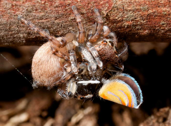 Паук павлин (Maratus volans)