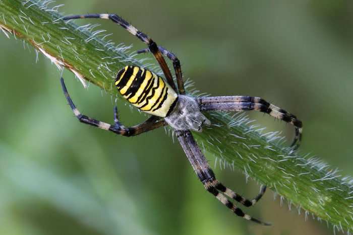 Паук-оса (Argiope bruennichi)