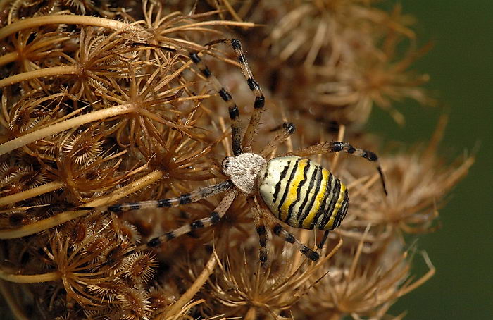 Паук-оса (Argiope bruennichi)