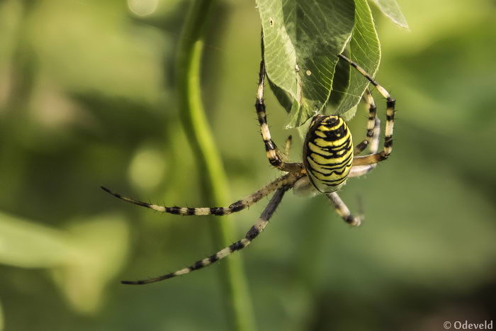 Паук-оса (Argiope bruennichi)