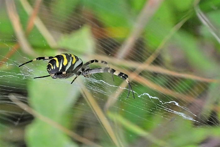 Паук-оса (Argiope bruennichi)