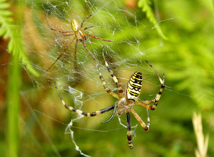 Паук-оса (Argiope bruennichi) - самка и самец