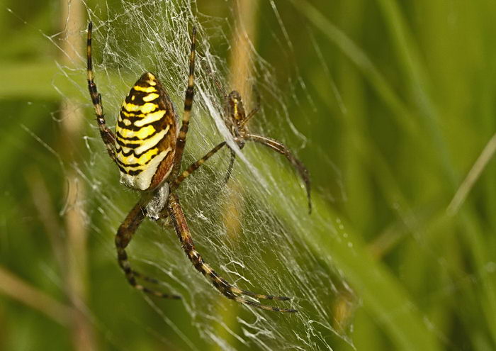 Паук-оса (Argiope bruennichi) - самка и самец