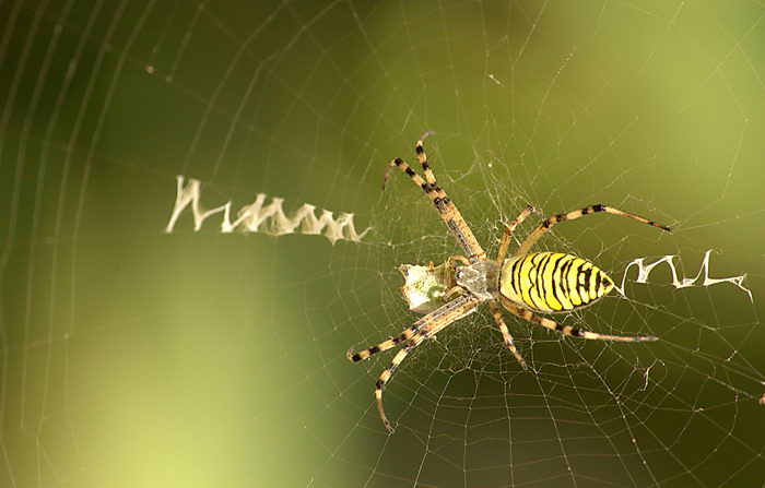 Паук-оса (Argiope bruennichi) - стабилиментум на паутине