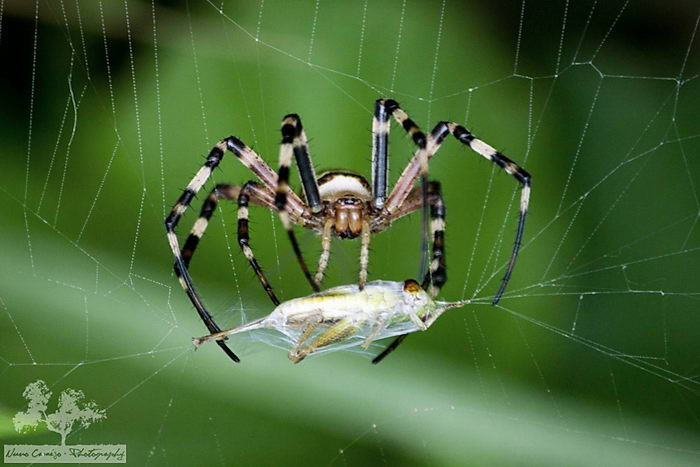 Паук-оса (Argiope bruennichi) и его жертва