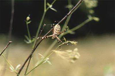 Паук-оса (Argiope bruennichi) плетет паутину