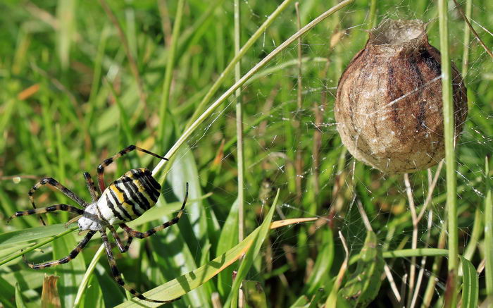 Паук-оса (Argiope bruennichi) и ее кокон-кувшин с кладкой яиц