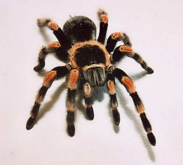 Паук-птицеед (птицеяд) - Паук-птицеяд (Brachypelma smithi)