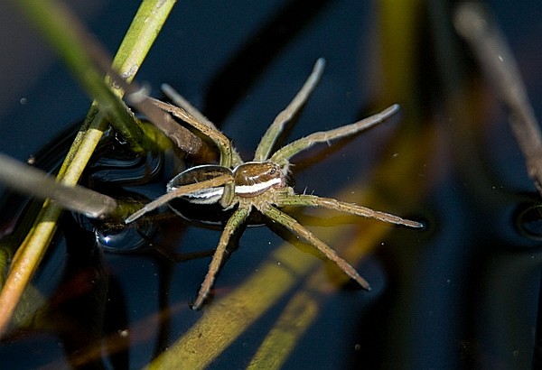 Паук каемчатый охотник - Dolomedes fimbriatus