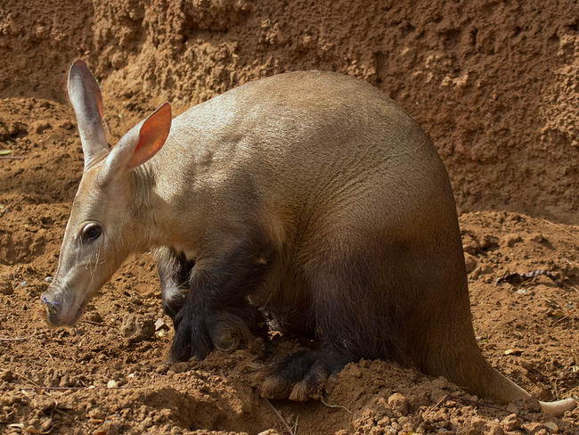 Африканский (капский) трубкозуб (Orycteropus afer)