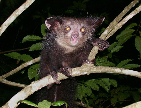 Мадагаскарская руконожка (Daubentonia madagascariensis)