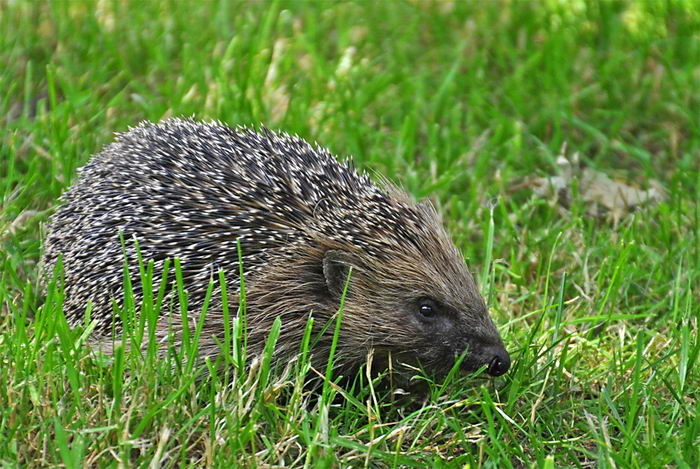 Еж европейский (Erinaceus europaeus)