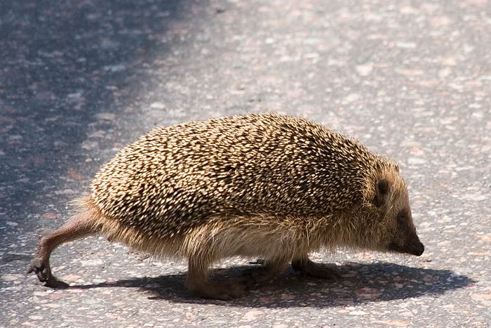 Еж европейский (Erinaceus europaeus)