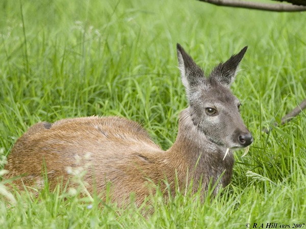 Moschus moschiferus - мускусный олень