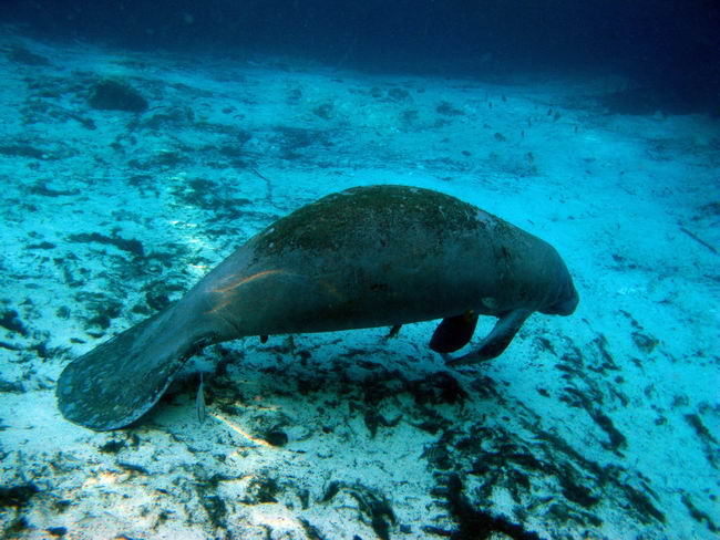 Американский ламантин, или Вест-Индский манати (Trichechus manatus)