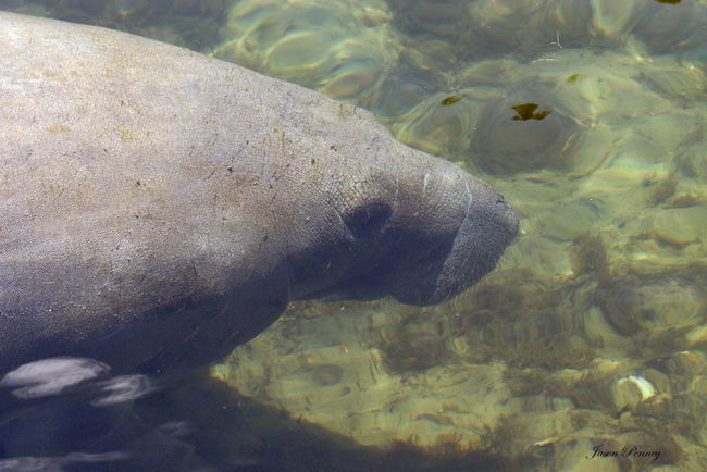 Американский ламантин (Trichechus manatus latirostrus)