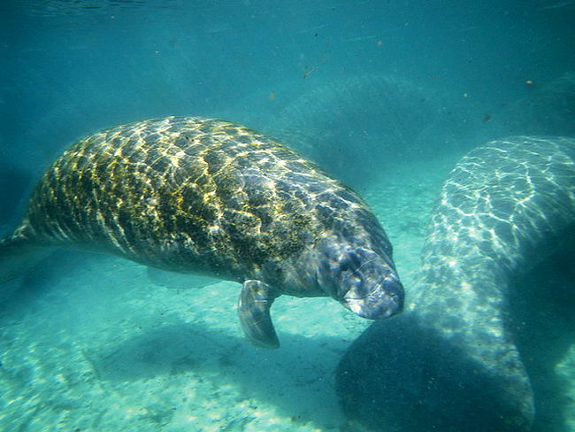 Американский ламантин (Trichechus manatus latirostris)