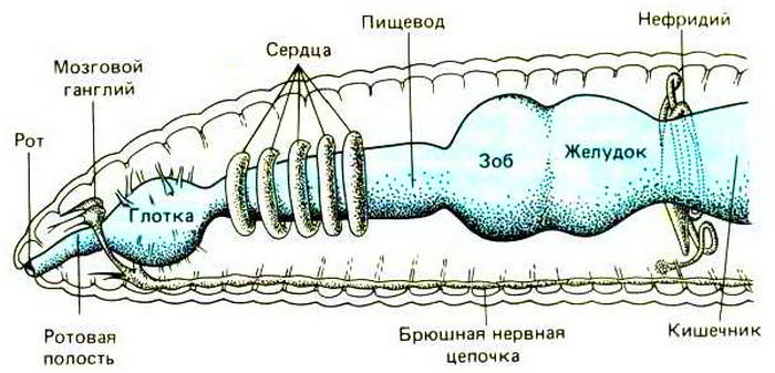 Основные органы пищеварительной, нервной и кровеносной систем дождевого червя