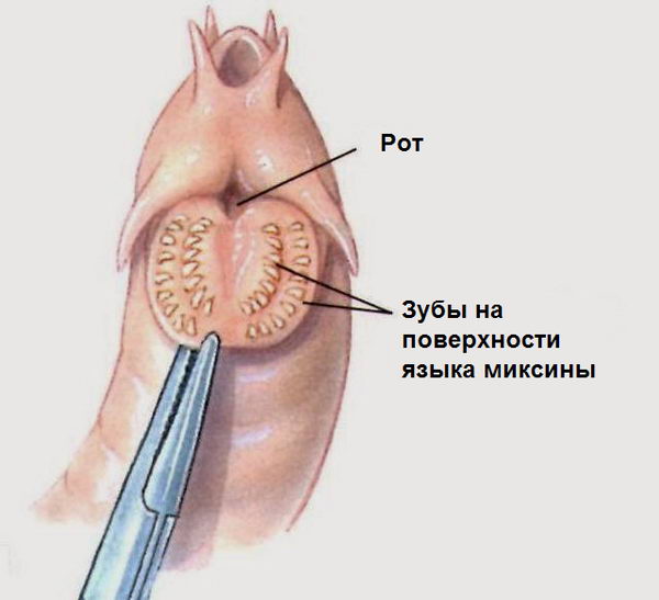 Миксины (Myxini)