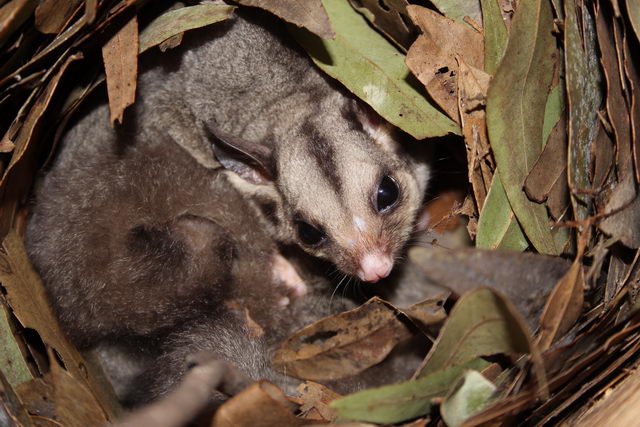 Сахарный поссум (Petaurus breviceps)