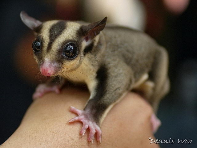 Сахарный поссум (Petaurus breviceps)