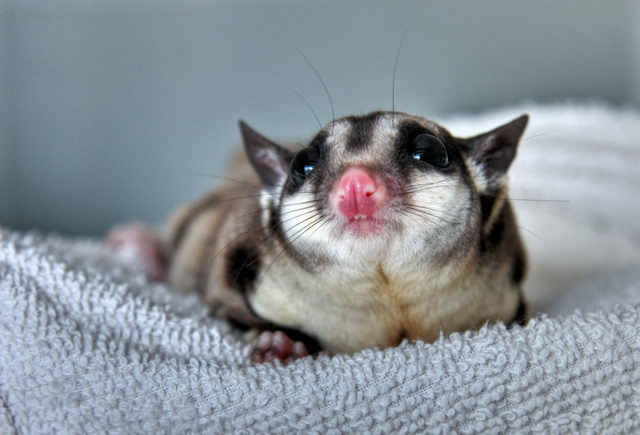 Сахарный поссум (Petaurus breviceps)