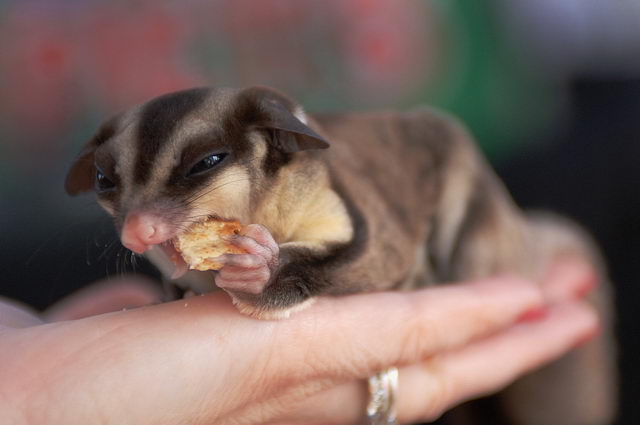 Сахарный поссум (Petaurus breviceps)