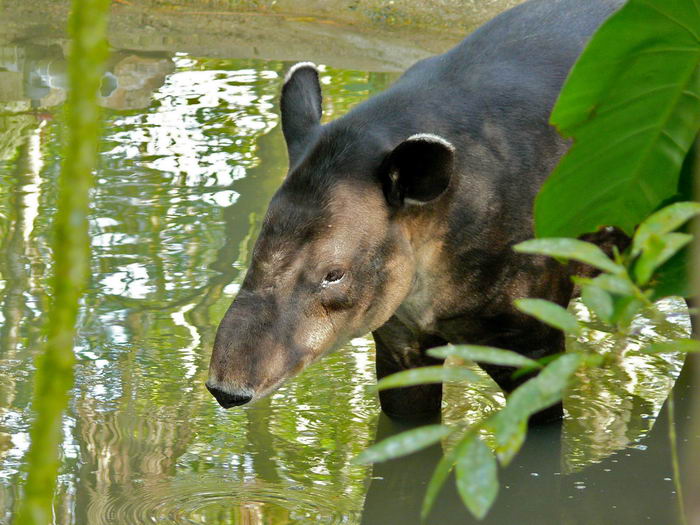 Центральноамериканский тапир (Tapirus bairdii)