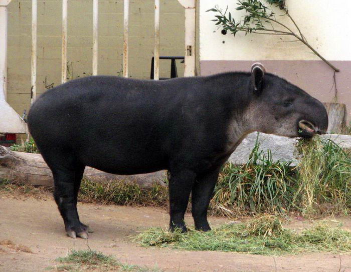 Центральноамериканский тапир (Tapirus bairdii)